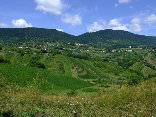 croatian wine guide plesivica rend hgtvcom 616 462